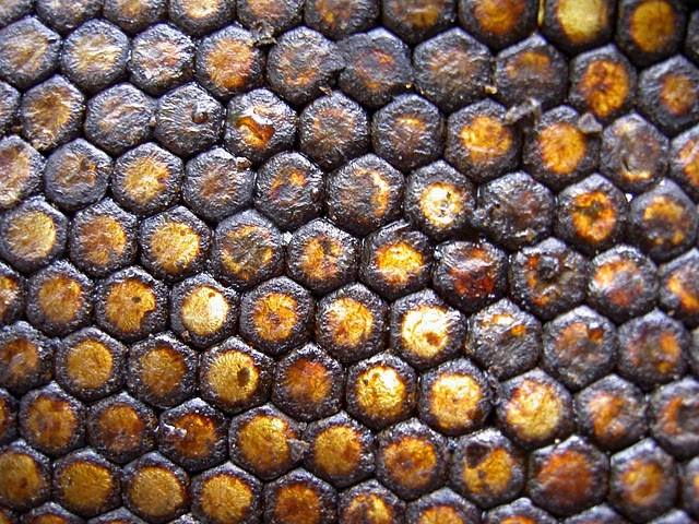 La propolis sur les alvéoles dans une ruche