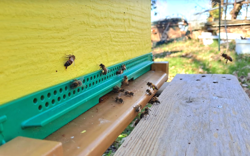 Nos abeilles au travail